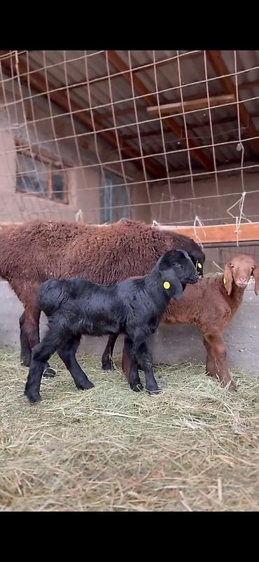 Qoyunlar, qoçlar: Qoyun və quzu dəsti - Ana qoyun: yerli ətlik-tip (qara başlı — 11