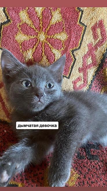 Мышыктар: Срочно нужно пристроить котят в добрые руки, бесплатно. Котята — 2