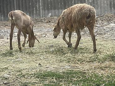 Баран, овца: Продаю | Овца (самка) — 9