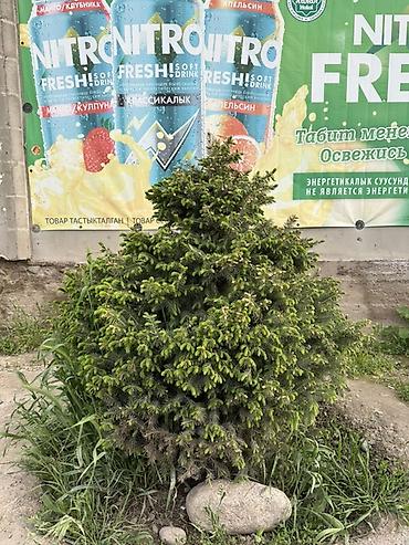 Ель: Ель (вероятно, канадская/серая, Picea glauca), компактная — 1