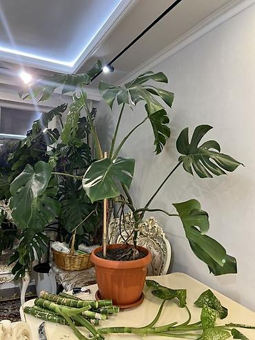 Другие комнатные растения: Комнатные крупномеры, готовые для озеленения интерьера. Состав: - — 62
