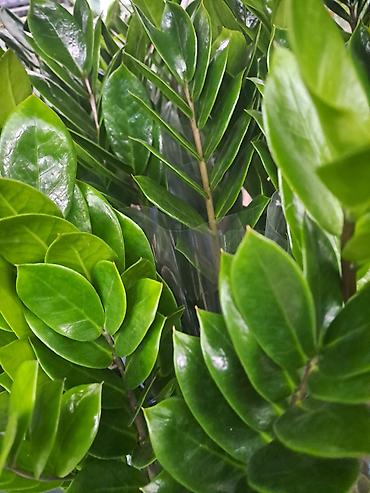 Ostale kućne biljke: Filadendron, velika biljka sa prve slike je 1000, Chlorophytum sa — 16