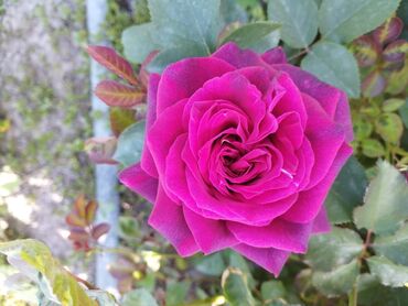 Садовые цветы и кустарники: Садовые розы — срезочные и для посадки Описание: - Разновидности — 28