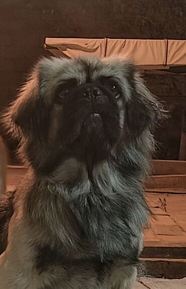 dagistan coban iti: Pekines, 2 il, Erkek, Peyvəndli, Ünvandan götürmə