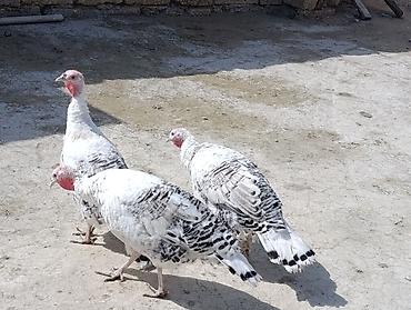 star quşu: Salam iki fərə cavan hindusqa satıram biri 55 azn ünvan dübəndi — 3