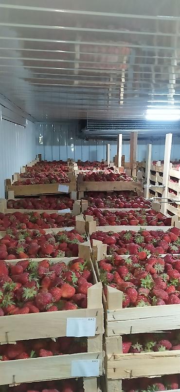 Клубника: Клубника — 9