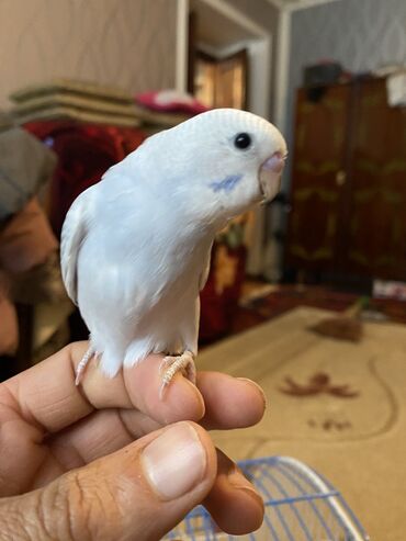 Tutuquşları: Valnis balaları satılır ətraflı məlumat üçün vasapa yazın Birdəki — 13