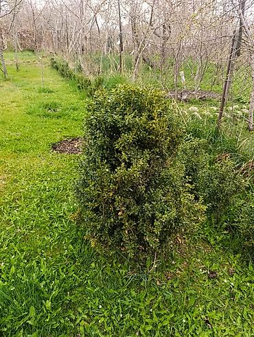 Самшит: Самшит (Buxus sempervirens) — взрослые сформированные кусты ПРОДАЮ С — 4