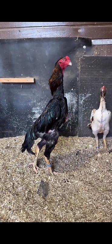 Toyuqlar: Toyuq, Damazlıq — 9