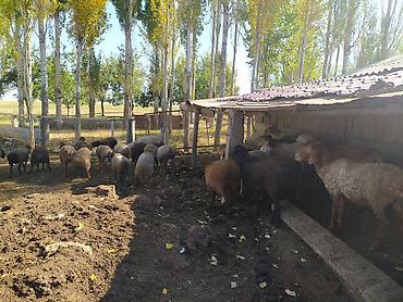 ала тоо корова: Продаю | Овца (самка) | Для разведения — 5