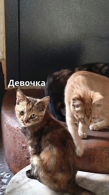 Отдам даром кошку: Отдаю в добрые руки котят потомственных охотников-крысоловов один — 12