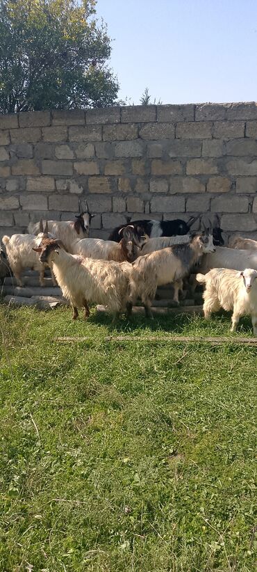 it davasi 2020: Erkək, il: 1, Damazlıq, Ünvandan götürmə