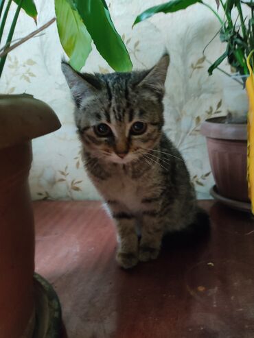 Отдам даром кошку: КОШКИ И КОТЯТА У НАС ПРИЮТ любой окрас есть можете выбрать у нас — 13