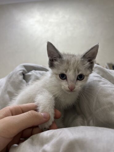 персидский котенок: Срочно продается котенок, порода: регдолл, мальчик, 2 месяца, есть