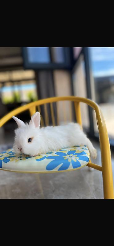 kamin dekor: 1 aylıq holland balaca🐰 Kafes, yem qabı, su qabı və tualet qabı — — 1