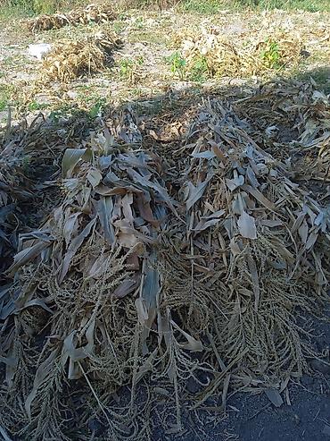 Сухие стебли и листья кукурузы (кукурузная ботва) - Натуральный