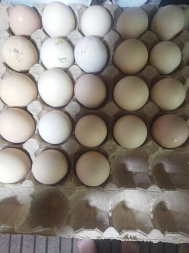 Сүт азыктары жана жумурткалар: Продаю куриные и утиные яйца 
в любых количествах