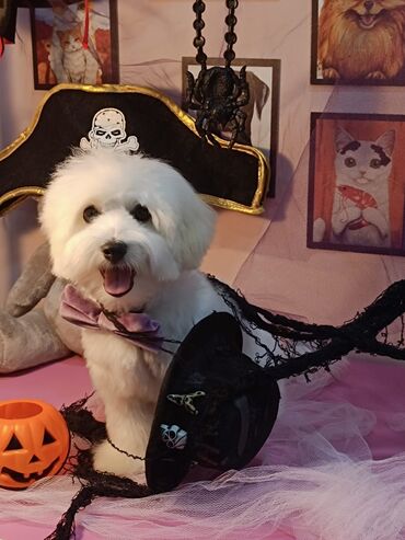 купить собаку в баку: Болонка, 6 месяцев, Самец, С прививками, Самовывоз