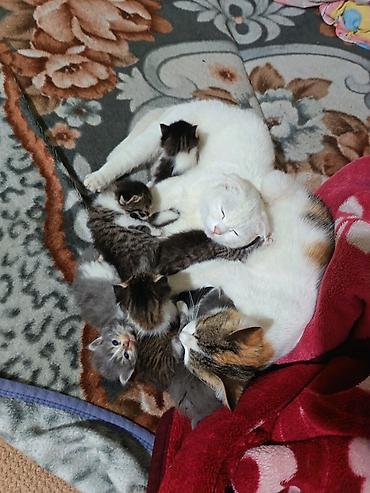 Продажа кошек: Котята вместе с мамами, 2 кошки молодые и 8 котят. - Помёт — 2