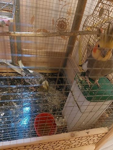 cucə ucun yem qabi: Korella ailesi satilir Ana Ata iki bala Çox qeşeng bala verir 1 aydan — 2