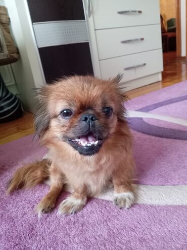gence itler: Pekines, 1 il, Erkek, Cütləşmə üçün, Pulsuz çatdırılma