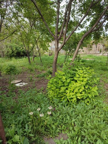 продаю полдома западный автовокзал: 6 соток, Для строительства, Красная книга, Тех паспорт