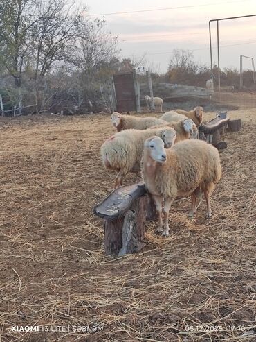 Qoyunlar, qoçlar: Salam. 6 baş qoyun satılır . Razılaşma yolu ilə, cinsidir . 🐑 Yerli — 7