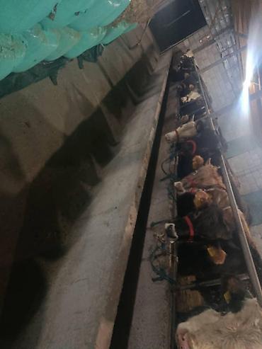 Коровы, быки: Продаю | Бык (самец) | На откорм | Привязанные — 12