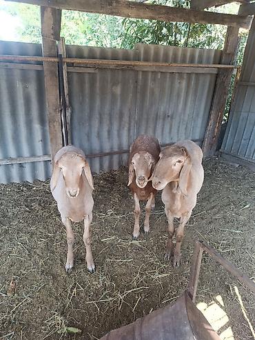 купить кошку в бишкеке: Продаю | Баран (самец) | Арашан — 2