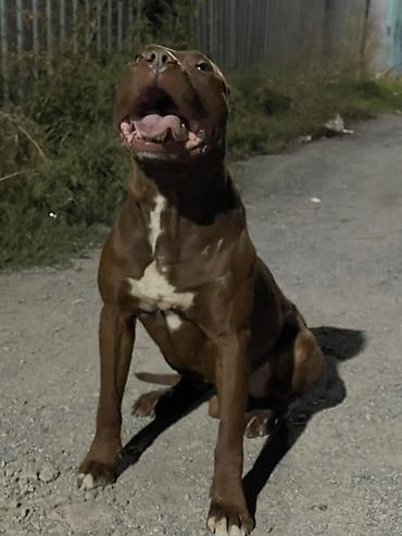 Вязка собак: Вязка: Американский булли, Самец, 1 год, С прививкой, С родословной — 5