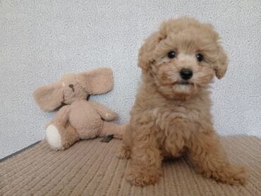 İtlər: Pudel, 2 ay — 3