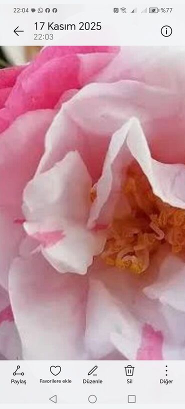 Otaq bitkiləri: Otaq bitkiləri – Fikus elastika kolleksiyası və digər dekorativ növlər — 2