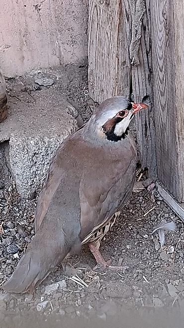 qus bazari: Xinali keklik qusu 8 ayliqdir fərədi saglamdir — 3