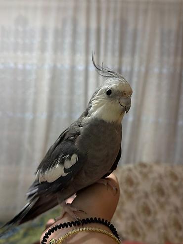 pulsuz it satilir: Yanaqsiz korella el orgesib oxuyur isdeyen əlaqə saxlaya bilər — 2