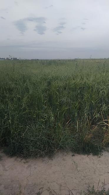 Продажа участков: 129 соток — 16