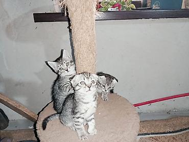 Котята табби с выраженным мраморным рисунком на короткой шерсти. В