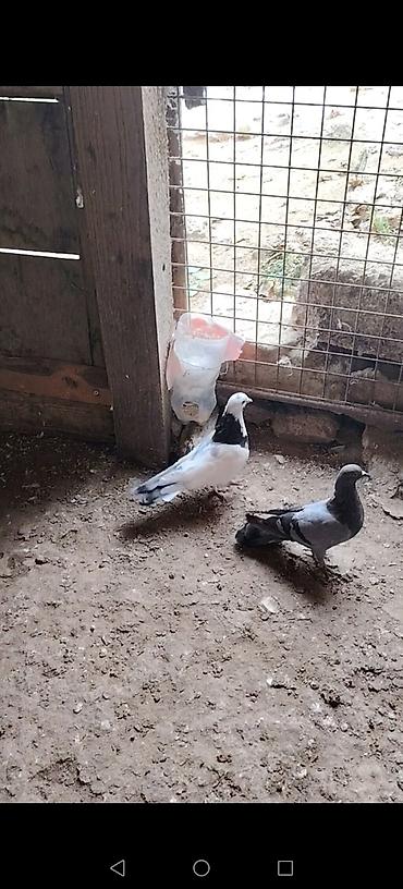 goyercin sekli: Bir quwxananin quwlaridi icinde ucuwu bilinen kotuk quwlar var goy — 9