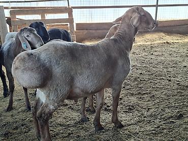 Баран, овца: Продаю | Баран (самец) | Арашан | Для разведения — 9