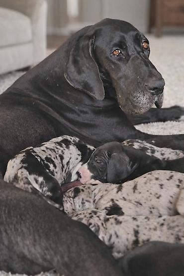 Psi: Dostupni stenci nemacke doge, rodjeni 09.03.2026. FCI registrovani — 14