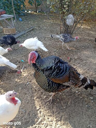 Hinduşka: Erkək, Damazlıq, Ünvandan götürmə — 9