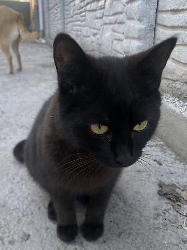 Продажа кошек: 6 месяцев, Мальчик, Черный — 23