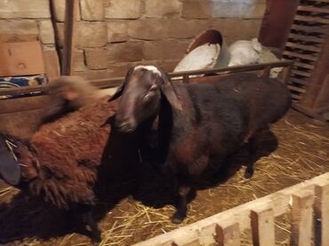 Qoyunlar, qoçlar: GİSAR QOCU. İKİ YAŞ YARİMLİQ. Diri çəkisi 93 kq.TAM SAQLAM. QOYUN — 1