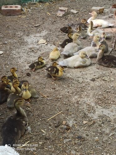 Другие с/х животные: Утята Индоутки Тяжёлая Линия. Индоутята. Фендибоберных Солидных — 23