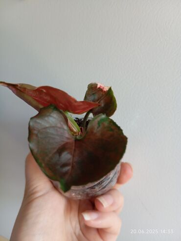 beqoniya bitkisi: Singonium Strawberry 🍓 Ice Galaxy.Yalnız ciddi şəxslər yazsın!