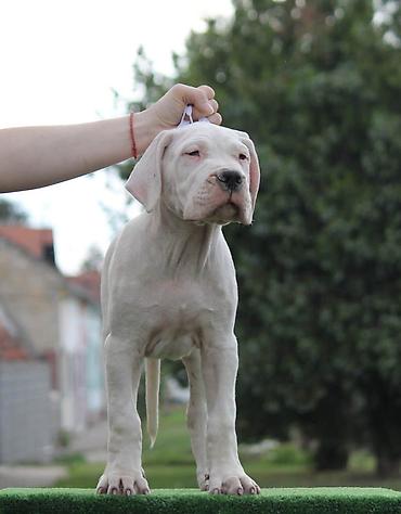 Psi: Leglo dogo argentino štenaca Sa ponosom predstavljamo vrhunsko leglo — 7