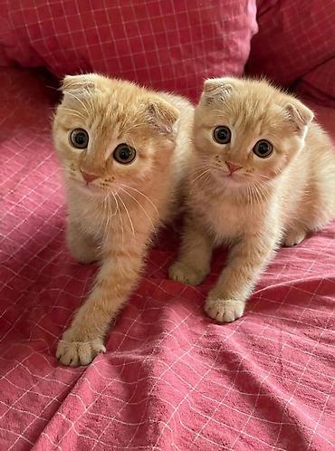 бенгальская кошка фото цена: Шотландские вислоухие котята, (девочки)окраc рыжий (кремово-рыжий — 1