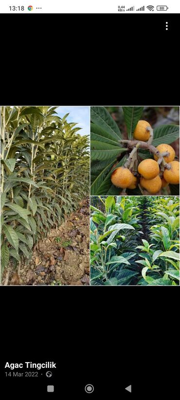 Ağaclar: Yalnız bizim təsərfatimizda bölgələrə uyğun olaraq ağacların kok — 4