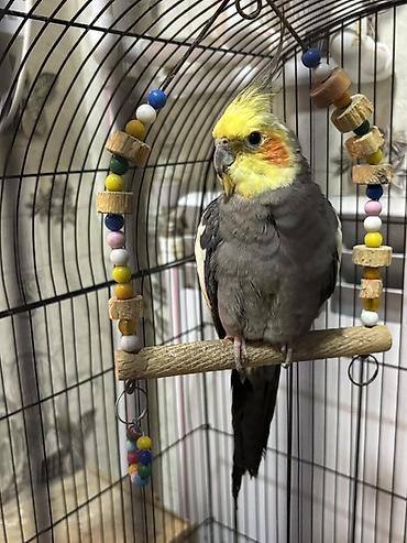 korella qus: Nimfa (Cockatiel) tutuquşu - Növ: Nimfa (Nymphicus hollandicus) – — 2