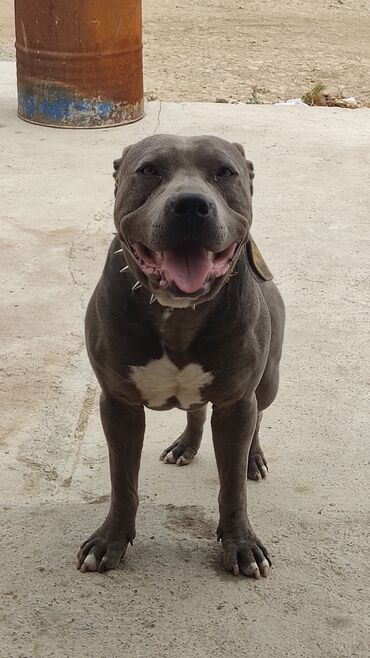 İtlər: Pitbul, 2 il, Erkek, Cütləşmə üçün, Pulsuz çatdırılma