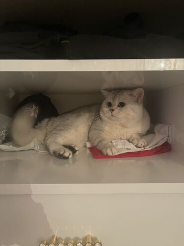 Pişiklər: Şinşilla, Erkək, Cütləşmə üçün -da lalafo.az — 3 Pişiklər: Şinşilla, Erkək, Cütləşmə üçün — 3